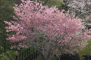 蓮華寺池公園のソメイヨシノと八重の桜♪ - 
