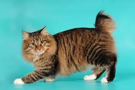 What Are American Bobtail Cats Known For? Unveiling Their Unique Traits and Charms - 