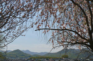 公園の桜 - 