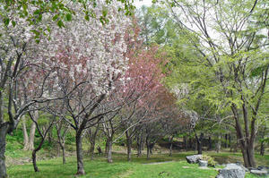 公園の桜 - 