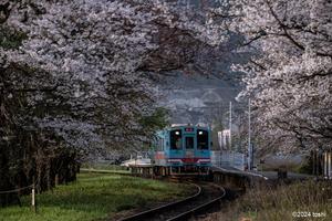 樽見鉄道と桜　3 - 