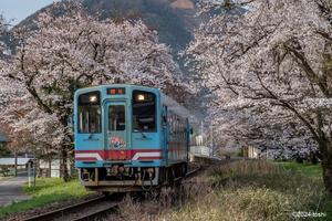 樽見鉄道と桜　3 - 