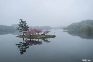 ダム湖の桜 - toshi の ならはまほろば