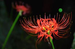 Blossoms of Fate: The Majestic Red Spider Lily - 