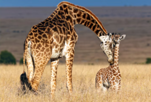 "Giraffes: Graceful Giants of the African Plains" - 