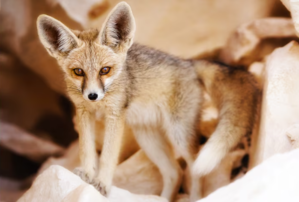 "Tiny Titans: The Life and Ecology of Fennec Foxes" - 