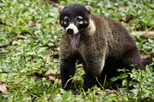 Coatis: Curious Creatures of the South American Forests - 