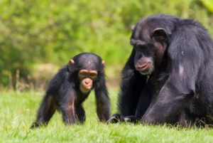 "Chimpanzees: The Complex Lives of Our Closest Relatives" - 