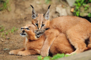 Unveiling the Stealthy Predator: Exploring the Enigmatic Caracal. - 