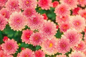 Colorful Flower Gardening: Enhance Your Outdoor Space with Vibrant Blooms - 