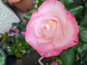 ノスタルジー　薔薇 - なな歩の小庭