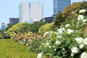 新宿御苑、整形式庭園のバラ - 