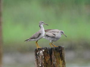 土砂降りの下の池にキアシシギが9羽！！ - シエロの野鳥観察記録