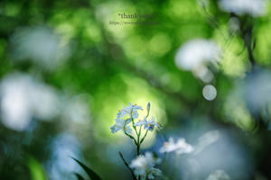  - * thank you *