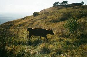 Golden Fields Dairy - 