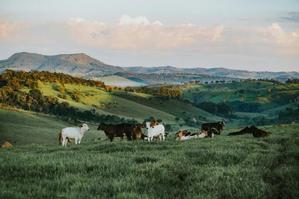 Green Pastures Dairy - 