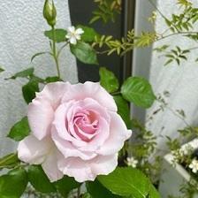 バラの咲くベランダガーデン - 