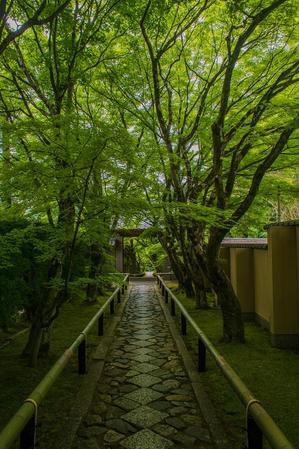 光悦寺～新緑の参道 - 鏡花水月