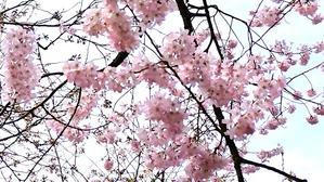 金沢の桜を謳歌2024（5）ー 兼六園の朝、桜～！ - 