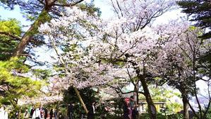 金沢の桜を謳歌2024（5）ー 兼六園の朝、桜～！ - 