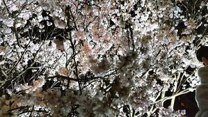 金沢の桜を謳歌2024（6）ー 兼六園の夜、また桜～！ - 