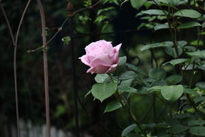 薔薇４種 - hanako photograph