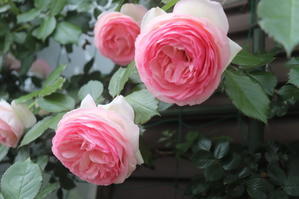 世界で一番愛されているバラ　ピエール・ドゥ・ロンサール - 
