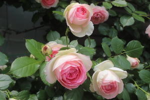 世界で一番愛されているバラ　ピエール・ドゥ・ロンサール - 