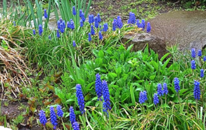 ９６０、庭木の芽吹きと青い草花：　庭の春の花 2024（2） - 