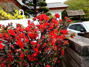 ９６１、 庭の赤いヤシオツツジたち：春の庭の花 2024 (3) - 