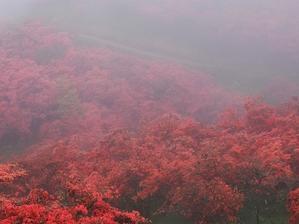 雨の日のツツジの散策　　　葛城山 - 