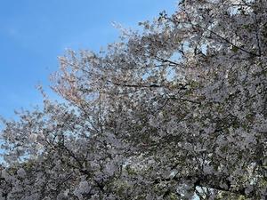 桜咲く日本へ出会いの旅＿⑨＿小学校のクラス会＆新宿御苑 - やせっぽちソプラノのキッチン3