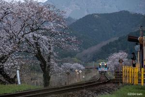 樽見鉄道と桜　4 - 