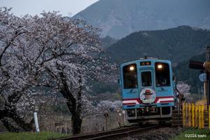 樽見鉄道と桜　4 - 