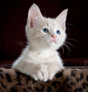 cat Russian Feline - 