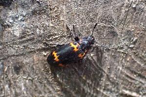 ■　甲虫3種　　　24.5.7　　　（ヒメオビオオキノコ、ホタルカミキリ、ウリハムシ） - 舞岡公園の自然２