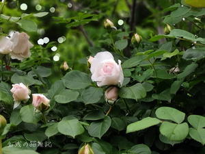 雨上がりの庭の薔薇たち、朝は玉子かけご飯に野菜料理色々 - 