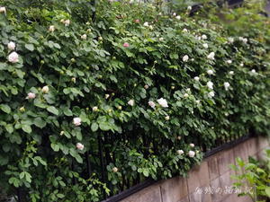 雨上がりの庭の薔薇たち、朝は玉子かけご飯に野菜料理色々 - 