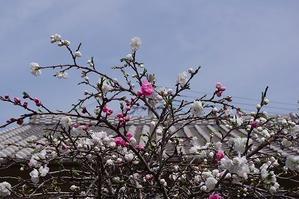 ひめじ別所駅からツツジ咲く一本松山を経て桜の日置山公園へ 〈前半〉 - 