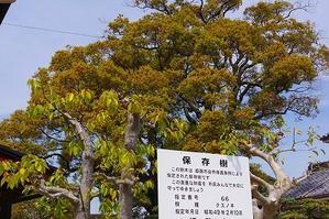 ひめじ別所駅からツツジ咲く一本松山を経て桜の日置山公園へ 〈前半〉 - 