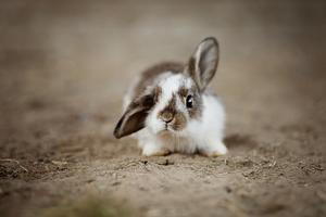 Daily Water Needs for Your Adult Rabbit: Staying Hydrated - 