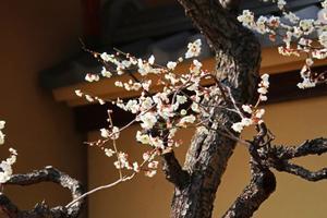Ume Unveiled: Japan's Floral Overture to Spring - 