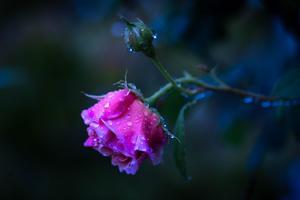 薔薇に降る雨 - Chovendo Na Roseira - 
