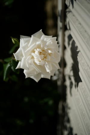 白いバラが目的でした。 - 