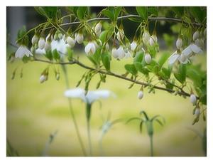 エゴノキの白い花咲いた日 - あおいそら