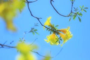 春の黄色い花 - 