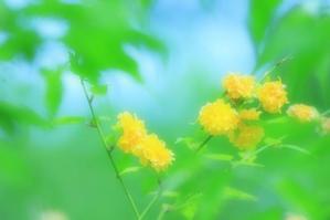 春の黄色い花 - 