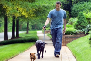 Exploring the World Together: Pets That Love to Stroll - 