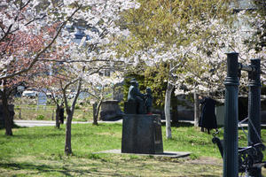 小樽市内の桜　運河公園から - 