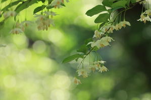 新緑がきれい・・・石神井川沿いのエゴノキが咲初め、新緑と綺麗です - 